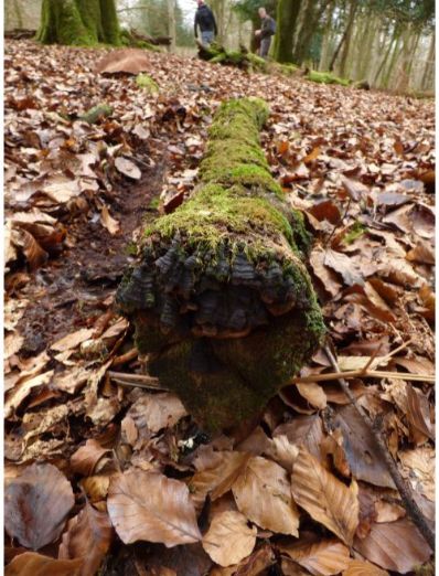 Mature fruit body on yew in Finchley, London.